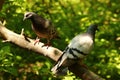 Two pigeons Royalty Free Stock Photo