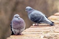 Two pigeons posing on bricks border Royalty Free Stock Photo