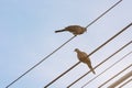 Two Pigeons On The Power Line, The Birds Are Free