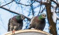 Two pigeons with rainbow necks and bright eyes sit on a white metal disk with snow in the park in winter Royalty Free Stock Photo