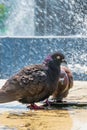 Two pigeons refreshing in the fountain Royalty Free Stock Photo