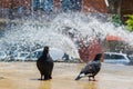 Two pigeons refreshing in the fountain Royalty Free Stock Photo