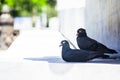 Two pigeons rest under the shadow of a wall Royalty Free Stock Photo