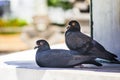 Two pigeons rest under the shadow of a wall Royalty Free Stock Photo