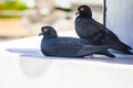 Two pigeons rest under the shadow of a wall Royalty Free Stock Photo