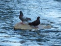 Two pigeons on rock in the river taking rest. Birds. Water. Island. Royalty Free Stock Photo