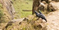 Two Pigeons in the rocks of unakoti, tripura playing around