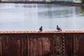 Two Pigeons standing on rusty steel beam