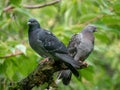 Two pigeons on a branch Royalty Free Stock Photo