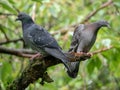 Two pigeons on a branch Royalty Free Stock Photo