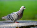 Two pigeons on a branch Royalty Free Stock Photo