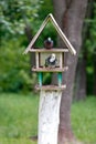 Two pigeons settled in a three-story bird feeder in a city park Royalty Free Stock Photo