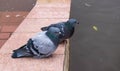 Two pigeons sit on the railing of the promenade Royalty Free Stock Photo