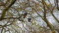 Two pigeons sitting on a branch in a tree Royalty Free Stock Photo