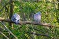 Two pigeons sitting on a branch trying to fall in love Royalty Free Stock Photo