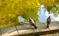 Two pigeons sitting on the edge of a fountain with clear water and they do not interest in each other. Concept of offend an angry Royalty Free Stock Photo
