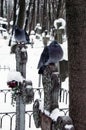 Two pigeons sitting on gravestones in the old cemetery