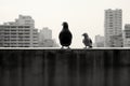 two pigeons sitting on a ledge in front of a city Royalty Free Stock Photo