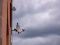 Two pigeons sitting on an old satellite antenna Royalty Free Stock Photo