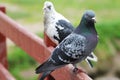 Two pigeons are sitting on the railing of the bridge and looking at each other, love story Royalty Free Stock Photo