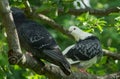 Two pigeons sitting on tree branch Royalty Free Stock Photo