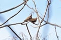 Two pigeons are sitting on a tree branch in sunny day with blue sky. Royalty Free Stock Photo