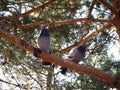 Two pigeons are sitting on a tree branch Royalty Free Stock Photo