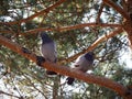 Two pigeons are sitting on a tree branch Royalty Free Stock Photo