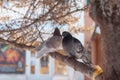 Two pigeons are sitting on a tree brunch in the park during spring or winter. One is looking behind and the other is looking to Royalty Free Stock Photo