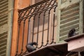 Pigeons sitting in a window of an old building in Nice, France