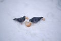 Two pigeons in the snow and pieces of bread. Copyspace. Selective focus Royalty Free Stock Photo