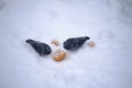 Two pigeons in the snow and pieces of bread. Copyspace. Selective focus Royalty Free Stock Photo