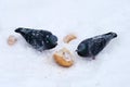 Two pigeons in the snow and pieces of bread. Selective focus Royalty Free Stock Photo