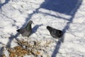 Two pigeons on snow during winter sunny day Royalty Free Stock Photo