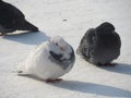 Two pigeons in the snow