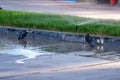 Two pigeons spraying itself with water Royalty Free Stock Photo