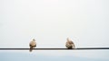 Two pigeons standing on a wire