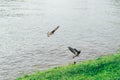 Two Pigeons Symmetrically Flying above the Lake in Late Winter Royalty Free Stock Photo