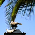 Two pigeons under a palm Royalty Free Stock Photo