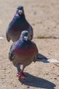 Two pigeons walk towards camera.