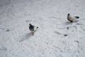 Two pigeons walking on the fresh snow. Cold winter weather. Birds in the snow Royalty Free Stock Photo