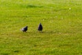 Two Pigeons Walking In a Lawn Royalty Free Stock Photo