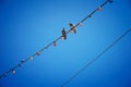 Two pigeons On the wire Royalty Free Stock Photo