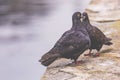 Two pigeons on a wood post show affection towards each other Royalty Free Stock Photo