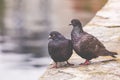 Two pigeons on a wood post show affection towards each other Royalty Free Stock Photo