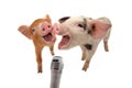 Two piglet are singing into the microphone Royalty Free Stock Photo