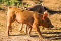 Two piglets busy feeding in a meadow of Gaume