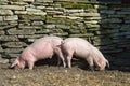Two piglets eating Royalty Free Stock Photo