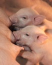 Two piglets nursing Royalty Free Stock Photo