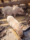 Two pigs drinking and looking for food on the ground Royalty Free Stock Photo